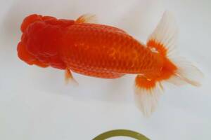 丸長 B3 品評会、種魚！ 15.5cm　オス 1匹　明け二歳魚！【 静岡県 菊川市 伊藤勝巳氏！】