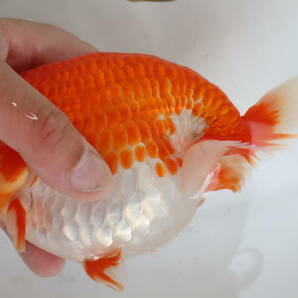 丸長 D1 品評会、極上種魚！ 17.5cm メス 1匹 明け二歳魚！【 静岡県 東部 有名ブリーダー作出魚！】抱卵中！即戦力！の画像2