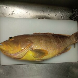 アオナ　魚　対馬　天然　料理　激安　美味　オススメ　カサゴ　アラカブ