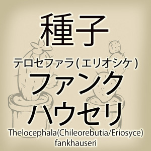 【輸入種子】テロセファラ・ファンクハウセリ Thelocephala fankhauseri キレオレブチア Chileorebutia エリオシケ Eriosyce(種111-11)