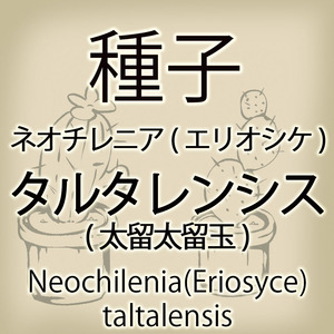 【輸入種子】ネオチレニア・タルタレンシス(太留太留玉) Neochilenia taltalensis エリオシケ Eriosyce サボテン 多肉植物(種111-50)