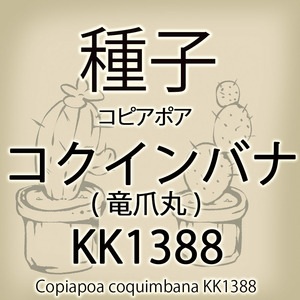 【輸入種子】コピアポア・コクインバナ(竜爪丸) KK1388 Copiapoa coquimbana KK1388 サボテン 多肉植物(種108-04)