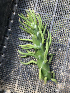 【苗】将軍(錦?) アウストロキリンドロプンチア (Austrocylindropuntia subulata) サボテン 多肉植物 