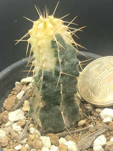 【苗】宇宙殿錦(Echinocereus knippelianus)エキノケレウス サボテン 多肉植物