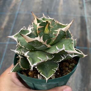 Agave FOドワーフ 2.5寸 1枚目は親株 (小ぶりで作りやすい)titanotaの画像1