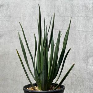 Редкий ② Dracaena Cinnabari [Dracaena Cinnabari] Мини