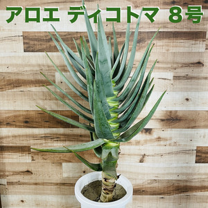 現品 観葉植物 アロエ ディコトマ 8号鉢 大型 多肉植物 大株 aloe たかろかい 高蘆薈 おしゃれな室内インテリア プレゼントギフト テレビ横