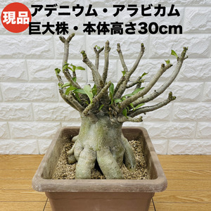 現品 アデニウム アラビカム 高さ30cm 9号鉢株 大型 砂漠のバラ 多肉植物 塊根植物 コーデックス 盆栽 観葉植物 アラビクム おしゃれ