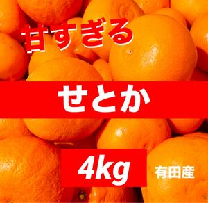 数量限定　甘すぎる　せとか　みかん　有田産　果物　旬