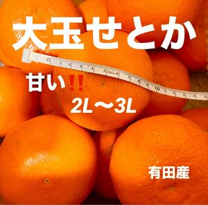 数量限定　大玉　甘い　せとか　有田産　みかん　果物　旬