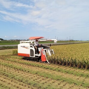 特別栽培米新潟県産コシヒカリ10kの画像8