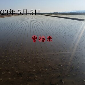 特別栽培米新潟県産コシヒカリ10kの画像4