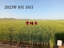 特別栽培米新潟県産コシヒカリ10k_画像6