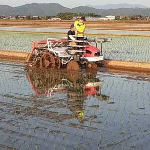 特別栽培米新潟県産コシヒカリ10kの画像3