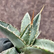 【Lj_plants】Z28 アガベ 帝君 agave emperor 濃密タイプの背棘 綺麗株 _画像1