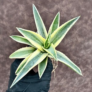 【Lj_plants】Z30 アガベ コルネリウス 黄覆輪斑 明黄斑 極上美株