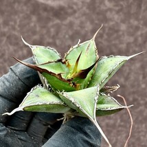 【Lj_plants】Z34 アガベ チタノタ 実生 自家育成 あらゆる面で優れてい 狂を刺し 大甲蓋 極長棘 陽炎 絶品 無双 超貴重 超希少 厳選_画像3