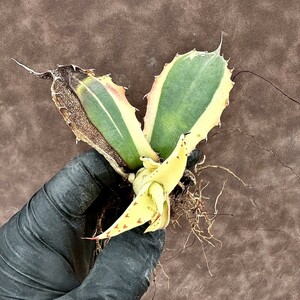 【Lj_plants】Z54 多肉植物 アガベ　パラサナ　インプレッショニスト極上斑入り 特殊変異株 糊斑 丸ごと売り