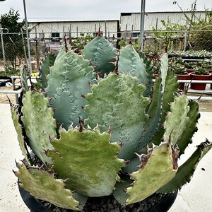 【Lj_plants】Z33 アガベ グアダラハラナ Agave guadalajarana Leon 実生十年株 国宝級の親株 自国最大の親株かもしれません 本物無双唯一