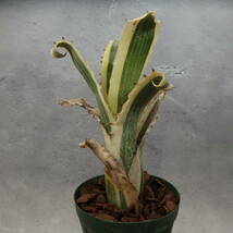 【雀草】Hohenbergia `Karla' _画像1