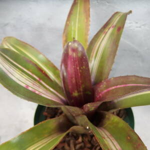 【雀草】Neoregelia 'Beautiful Girl'