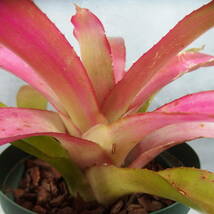 【雀草】Neoregelia 'Cranberry’_画像3