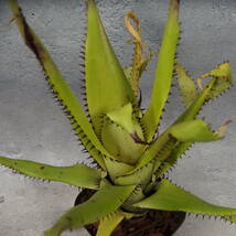 【雀草】Aechmea triangularis/#104_画像1