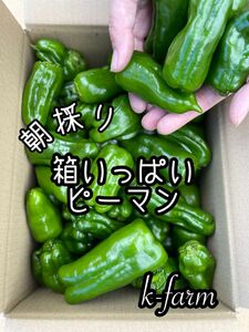 箱いっぱい　ピーマン　農家直送　新鮮野菜　野菜　フレッシュ　朝採り　ハウス栽培　農家