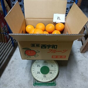 愛媛西宇和産　清見タンゴール　2Lサイズ　8ｋｇ