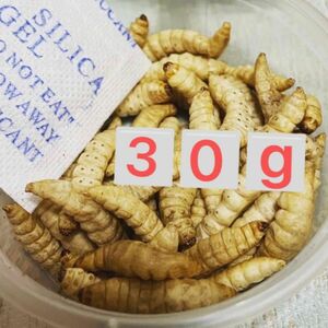 ブドウ虫　ブドウムシ　フリーズドライタイプ　乾燥　ハニーワーム 30ｇ　約150～168匹　釣り　餌　エサ　同梱可