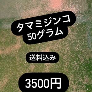 タマミジンコ 50gの画像1