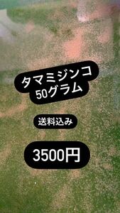 タマミジンコ　50g。