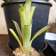 Brocchinia hechioides ブロッキニア・ヘクチオイデス BCP Low land Savamma, Akopan Tepui. Chimanta 橋本園芸 食虫植物_画像1