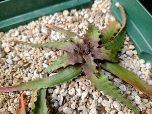 アロエ 旧ロマトフィルム Aloe zombitsiensis subsp. pallida Lomatophyllum sakarahaensis var. palida 原種アロエ 子株付き 抜き苗 ②