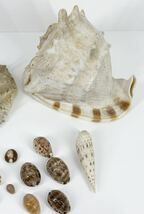 【23点セット】 貝殻 標本 貝標本 巻貝 タカラガイ ？ コレクション 詳細不明 おまとめ セット 現状品_画像3