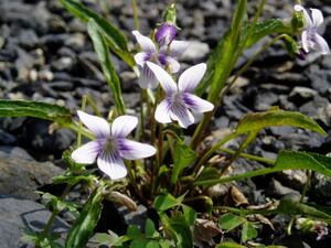 アリアケスミレ　1株　白に紫のスジ　有明菫　送料無料　多年草　耐暑耐寒性有　山野草　花苗