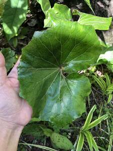 ツワブキ 山野草　大株　無農薬　リグラリア　常緑宿根草　食用可