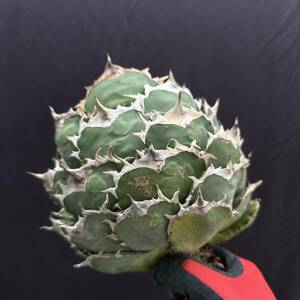 No.013【 AGAVE TITANOTA 】強棘 まん丸 ボールタイプ スペシャル株 特選株 アガベ チタノタ 塊根 コーデックス サボテン 多肉植物