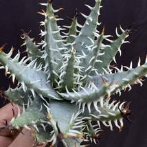 No.055【 ALOE ERINACEA 】アロエ エリナケア 特選株 アガベ チタノタ 塊根 コーデックス サボテン 多肉植物_画像6