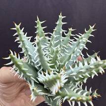 No.057【 ALOE ERINACEA 】アロエ エリナケア 特選株 アガベ チタノタ 塊根 コーデックス サボテン 多肉植物_画像5