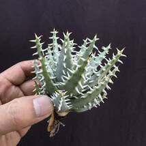 No.057【 ALOE ERINACEA 】アロエ エリナケア 特選株 アガベ チタノタ 塊根 コーデックス サボテン 多肉植物_画像3