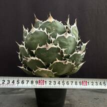 No.001【 AGAVE TITANOTA 】強棘 まん丸 ボールタイプ スペシャル株 特選株 アガベ チタノタ 塊根 コーデックス サボテン 多肉植物_画像2