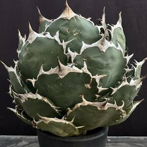 No.001【 AGAVE TITANOTA 】強棘 まん丸 ボールタイプ スペシャル株 特選株 アガベ チタノタ 塊根 コーデックス サボテン 多肉植物の画像3