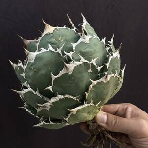 No.001【 AGAVE TITANOTA 】強棘 まん丸 ボールタイプ スペシャル株 特選株 アガベ チタノタ 塊根 コーデックス サボテン 多肉植物