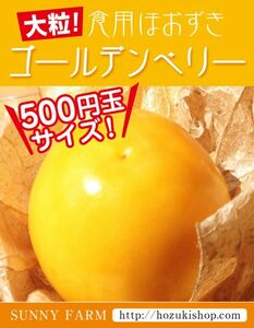 増量中！【トマトの仲間】甘い大粒食用ほおずき「ゴールデンベリー」の種20粒【送料無料!】