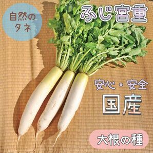 【国内育成・採取】 ふじ宮重 家庭菜園 種 タネ 大根野菜