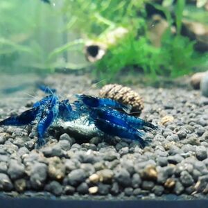 [Noir×Rouge] Ran si- long shrimp 5 pcs set [ organism freshwater prawn Cherry shrimp shrimp tropical fish . egg water plants ]