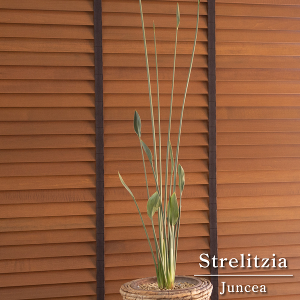 ストレリチア ユンケア ノンリーフ Strelitzia Juncea ロング オーガスタ 観葉植物 極楽鳥花 バスケット付き
