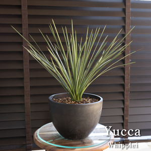 ユッカ ウィップレイ 南国 耐寒性 常緑低木 樹脂鉢 ロストラータ 地植えもできる人気の植物 0303BK