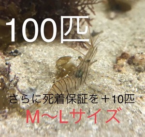 No69 イソスジエビ　100匹＋保証用10匹　M～LL 近海魚　海水魚　生体　甲殻類　エビ　
